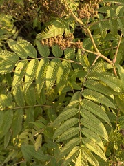 Sorbaria sorbifolia