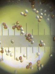 Gymnosporangium sabinae