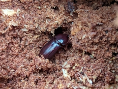 Uloma tenebrionoides