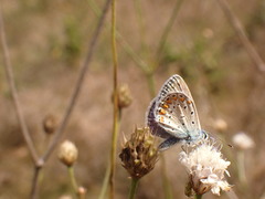 Polyommatus