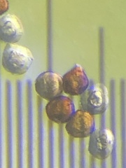 Gymnosporangium sabinae