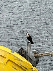 Phalacrocorax carbo lucidus