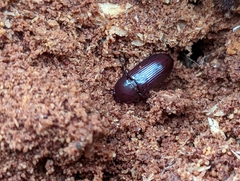 Uloma tenebrionoides