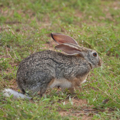 Lepus