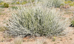Euphorbia gregaria