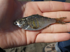 Cymatogaster aggregata