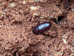 Uloma tenebrionoides