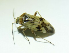 Lygus gemellatus