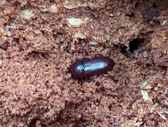 Uloma tenebrionoides