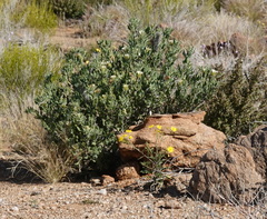 Codon royenii