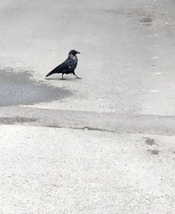 Corvus cornix × corone