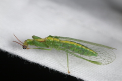 Zeugomantispa minuta