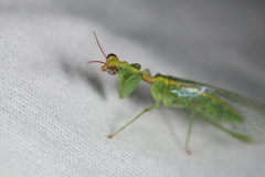 Zeugomantispa minuta