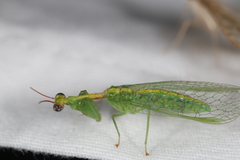 Zeugomantispa minuta