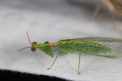 Zeugomantispa minuta