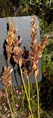 Elegia fistulosa