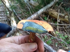 Suillus tomentosus