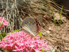 Argynnis pandora