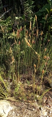 Elegia fistulosa