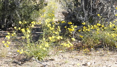Osteospermum microcarpum