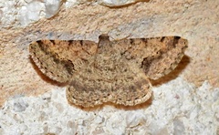 Frederickia s-signata