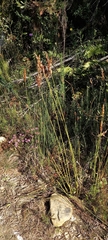 Elegia fistulosa