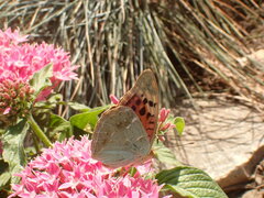 Argynnis pandora