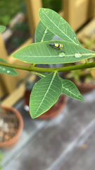 Colladonus clitellarius