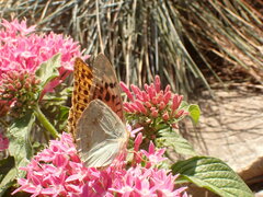 Argynnis pandora