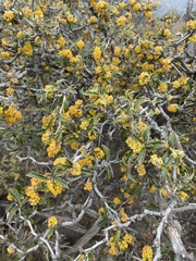 Berberis chilensis