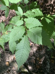 Ulmus americana