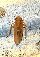 Graminella sonora