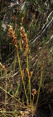 Elegia fistulosa