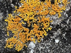 Xanthoria aureola