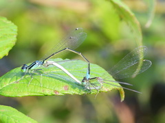 Ischnura pumilio