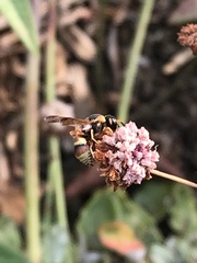 Euodynerus hidalgo