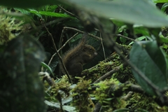 Microsciurus