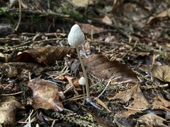 Mycena galopus