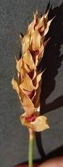 Elegia fistulosa