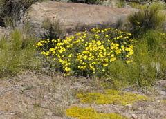 Osteospermum microcarpum