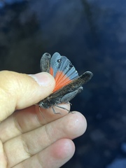 Arphia pseudonietana