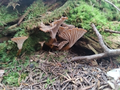 Craterellus tubaeformis