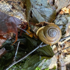 Neohelix albolabris