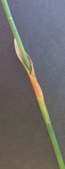 Elegia fistulosa