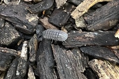 Armadillidium