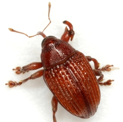 Rhyssomatus pruinosus