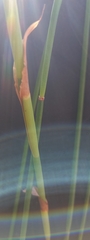 Elegia fistulosa