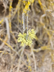 Letharia vulpina