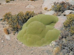 Azorella compacta