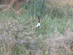 Ephippiorhynchus senegalensis